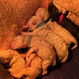 Poodle Puppies from Triangle Standards