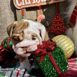 Triton - Chocolate tri-color male Bulldog puppy in Fort White, Florida from Bullgodz English Bulldogs