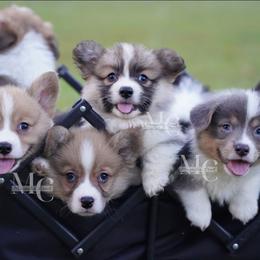 Farrah (Fluff) - Red female Pembroke Welsh Corgi puppy in Straughn, Alabama from Magnolia Creek Corgis