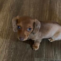 Dachshunds from DeGeer Barking Dog Ranch