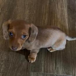 Dachshunds from DeGeer Barking Dog Ranch