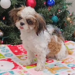 Harry - Red and white male Shih Tzu puppy in Wild Rose, Wisconsin from Sorenson's Shih-tzus