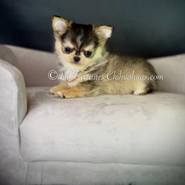 Jekyll - Black sabled fawn male Chihuahua puppy in Anderson, South Carolina from Lil Treasures Chihuahuas