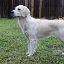 Roux - Golden Retriever