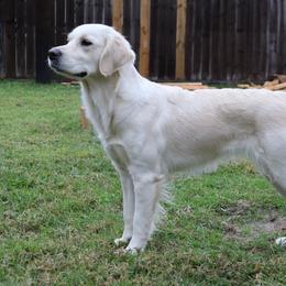 Roux - Golden Retriever