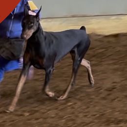 Doberman Pinscher puppies from Crosspointe Canines; Home of Karmic Doberman Pinschers & Stellar Dutch Shepherds