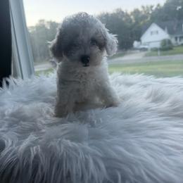 Sophia - White female Poodle puppy in Apex, North Carolina from Happy puppies