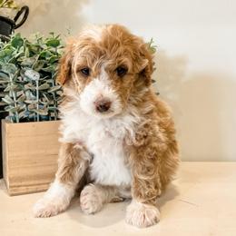 Sandy - Apricot female Aussiedoodle puppy in Flagstaff, Arizona from Gunstock Doodles