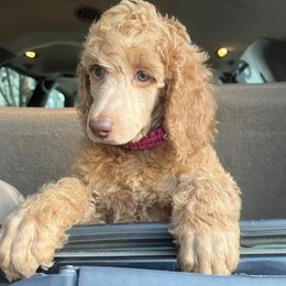 Girl 1 - Apricot Poodle puppy in Oceanside, New York from Anastasia STANDARD Poodles three four seven seven five four two three four five