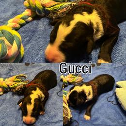 Gucci - Black male Goldendoodle puppy in Cordova, Tennessee from TrueLine kennels