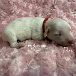 Dior - Cream female Dachshund puppy in Waseca, Minnesota from Dragonfly Doxies