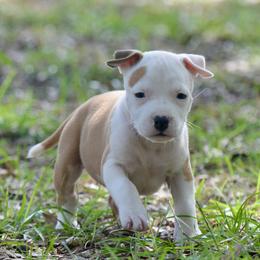 Girl 2 - Red female American Staffordshire Terrier puppy in St. Augustine, Florida from LBK & Ancient City