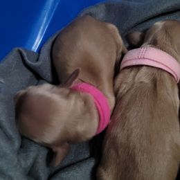 Dark pink - Cream female Dachshund puppy in Sour Lake, Texas from Rigdon's dachshunds