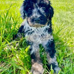 Nathan - Merle male Bernedoodle puppy in Spring Valley, Wisconsin from Filipiak Breeders