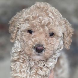 Charlie - Yellow and white male Bernedoodle puppy in Vernon, Texas from Sugarland's Texas Goldendoodles