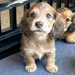 Blue Shaded Cream Girl - Gray (blue) and cream female Dachshund puppy in Belfair, Washington from CreekSide Mini Doxies