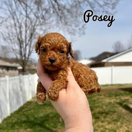 Posey - Red  female Poodle puppy in Morehead, Kentucky from Paw Perfect Pets