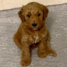 Thomas - Red  male Goldendoodle puppy in Pasadena, Texas from Toledo Creek Doodles