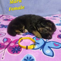 Mara Yellow Collar - Black and red female German Shepherd puppy in Bedias, Texas from TiPi S Ranch's German Shepherds