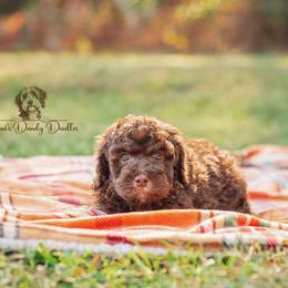 Aussiedoodle Puppies from Dani's Dandy Doodles