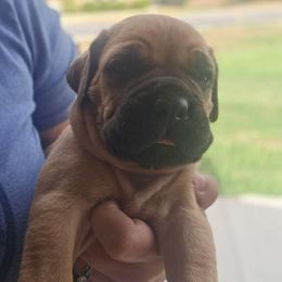 Green Collar - Fawn male Cane Corso puppy in Granbury, Texas from La Muerte Corso Kennel