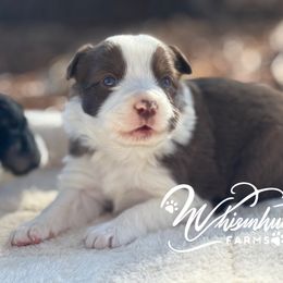 Red Girl - Border Collie puppy from Whisenhunt Farms