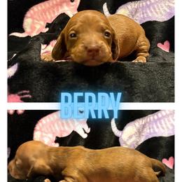 Berry - Chocolate male Dachshund puppy in Saint Paul, Minnesota from Vibrant Eyes Doxies
