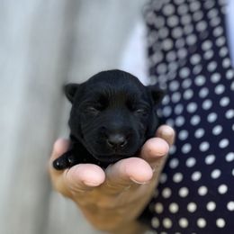 Scottish Terrier and Toy Australian Shepherd Puppies from Pecan Creek