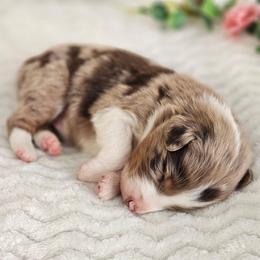 Remington - Red merle male Australian Shepherd puppy in Mountain Grove, Missouri from K Bar H Farms