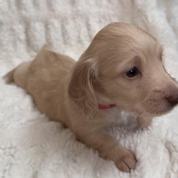 Dachshund Puppies from Sweet Cream Dachshunds