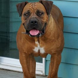 Boerboels from Golden State Boerboels