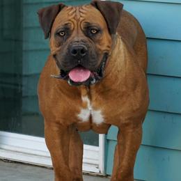 Boerboels from Golden State Boerboels