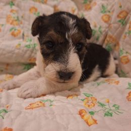 Sir Lancelot - White black and tan male Wire Fox Terrier puppy in Lancaster, Missouri from Missouri Meadows Farm