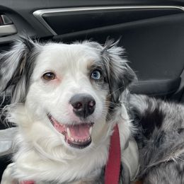 Miniature American Shepherds and Papillons from LS Best Friends