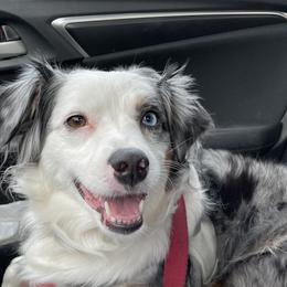 Miniature American Shepherds and Papillons from LS Best Friends