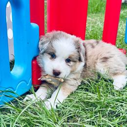 Lady - Red merle female Aussiedoodle puppy in Hempstead, Texas from Young Gun Aussies