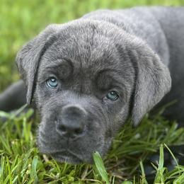 Boy 2 - male Cane Corso puppy in Haines City, Florida from Protectors in the Palms