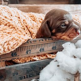 Dachshund Puppies from Cotton Hill Dachshunds