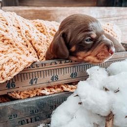 Dachshund Puppies from Cotton Hill Dachshunds