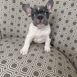 French Bulldog Puppies from Dejavu Frenchies