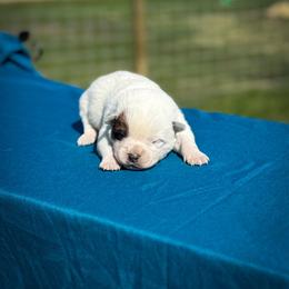 Brown collar - Red speckled male Australian Cattle Dog puppy in Spokane, Washington from 4D Cattle Dogs