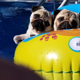 Pug All Grown Up from HOOPLA PUGS