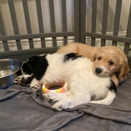 Goldendoodle Puppies from BB Doodles