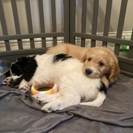 Goldendoodle Puppies from BB Doodles