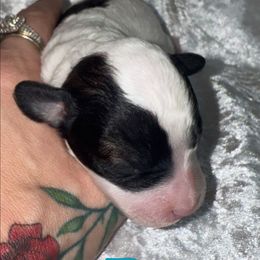 Bear - Parti male Poodle puppy in Saint Cloud, Florida from Rising Star Kennels