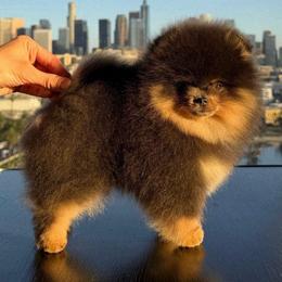 . - Pomeranian