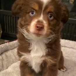Australian Shepherds from Judy’s Aussies