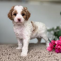 Betsy - Blenheim female Cavapoo puppy in Norton Shores, Michigan from Dune Pack Doodles and Poodles