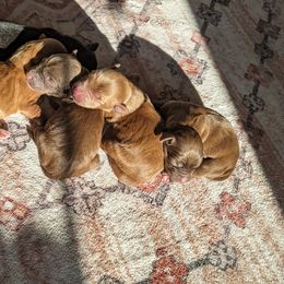 Companion Cross puppies from rising sun duck tollers