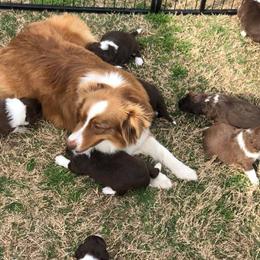 Aussiedoodles from Sand Hill Aussies and Doodles